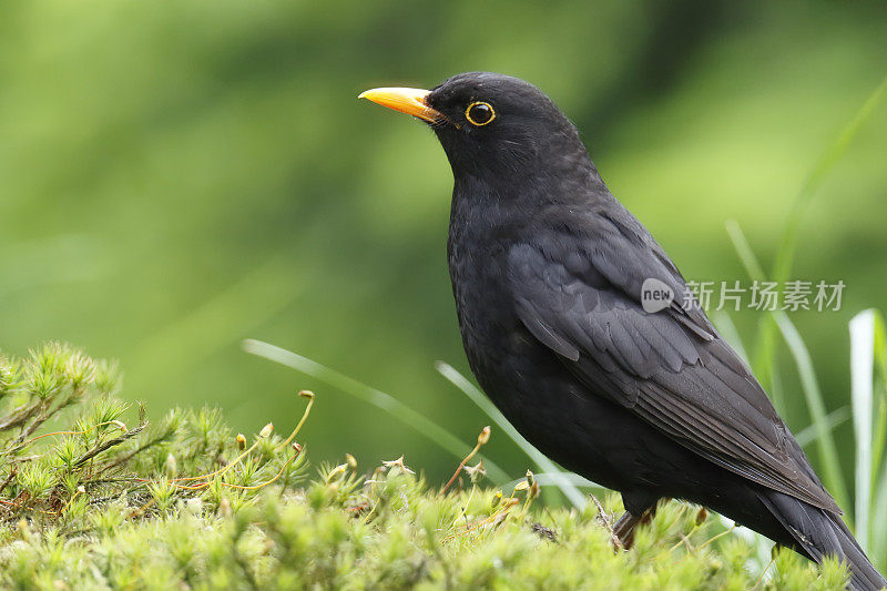 黑鹂(Turdus merula)雄性